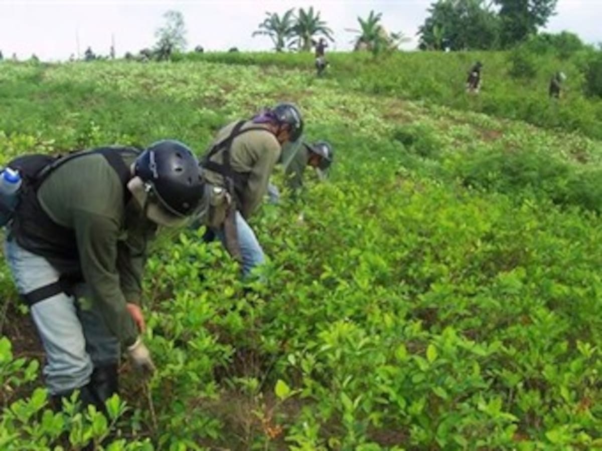 Un informe del DANE revela que Colombia se está ‘desnarcotizando’