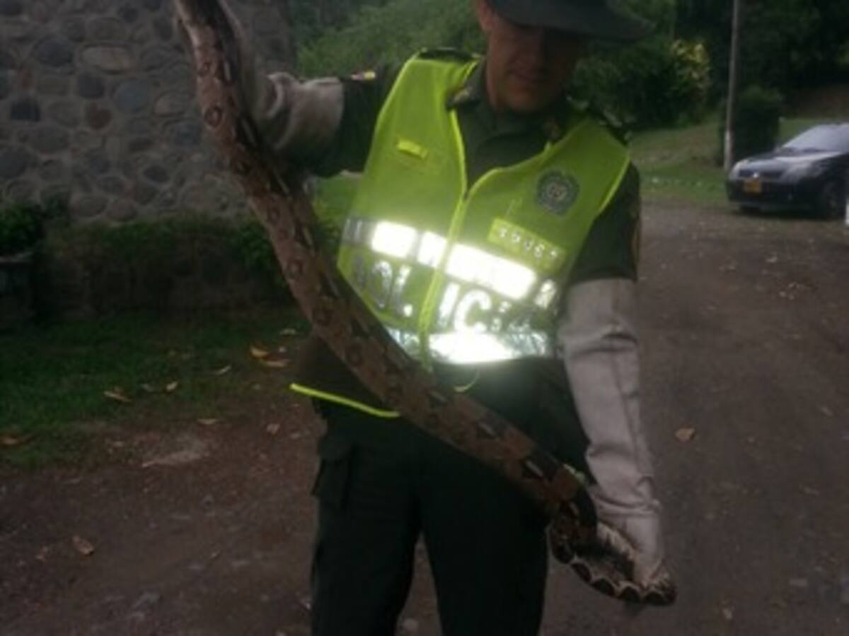 Hombre se lleva susto cuando encuentra una Boa Constructor en su auto