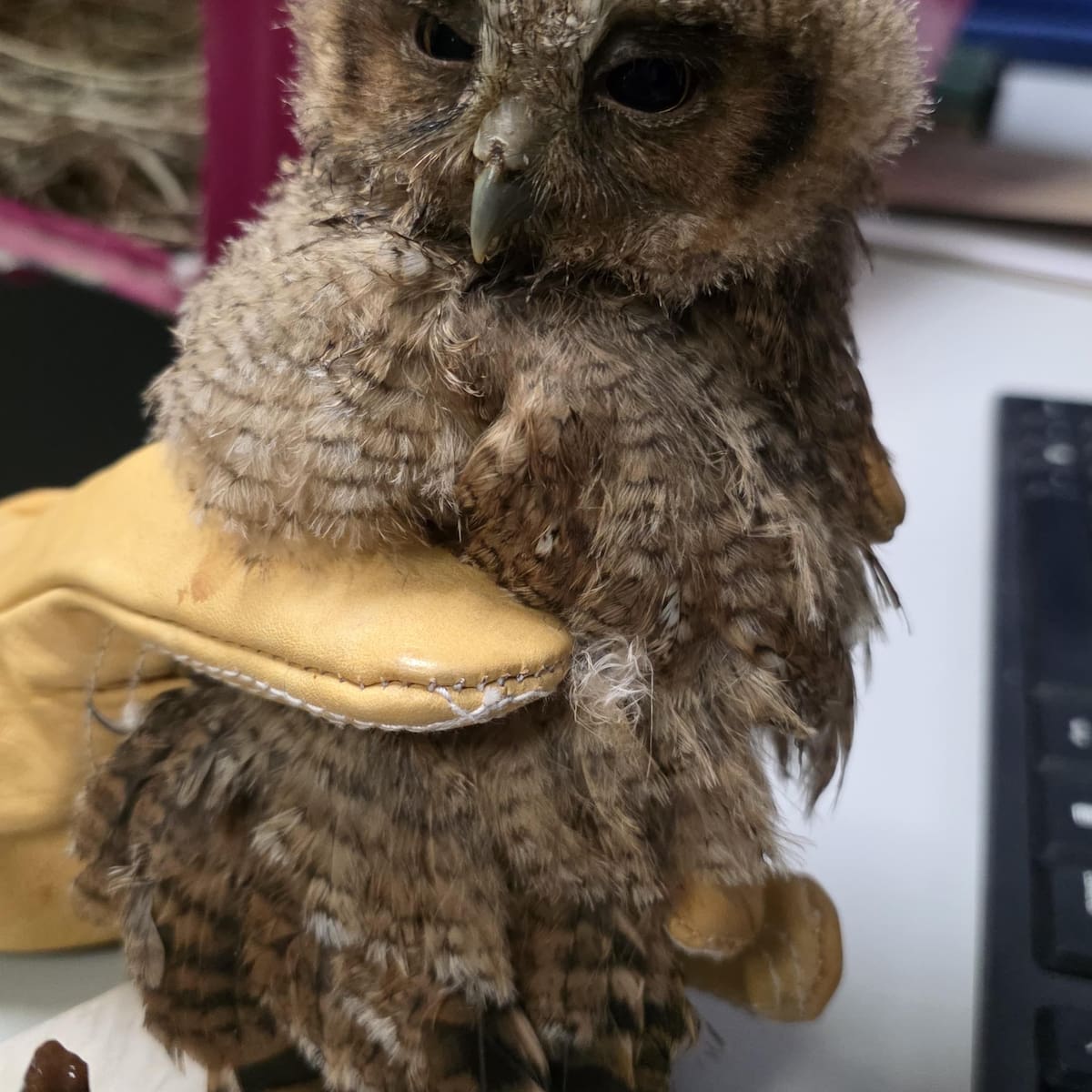 Más de 20 animales silvestres han sido rescatados en Magdalena Centro