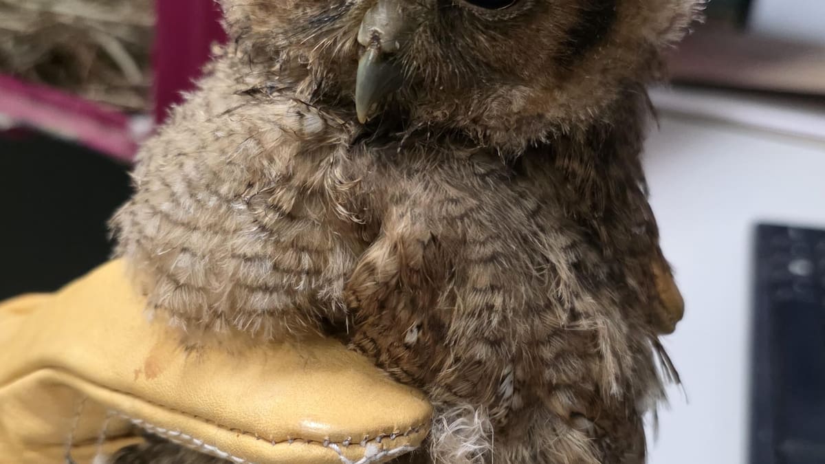 Más de 20 animales silvestres han sido rescatados en Magdalena Centro