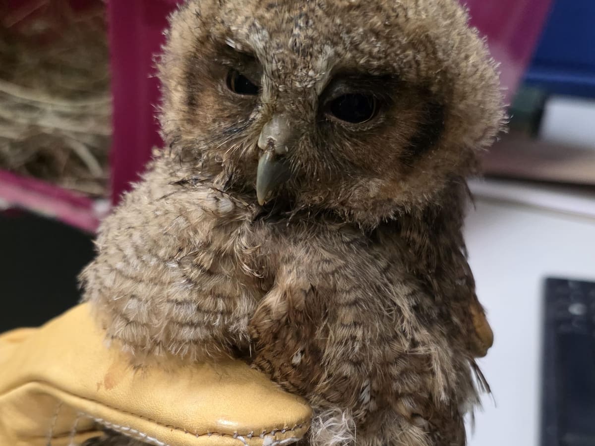 Más de 20 animales silvestres han sido rescatados en Magdalena Centro