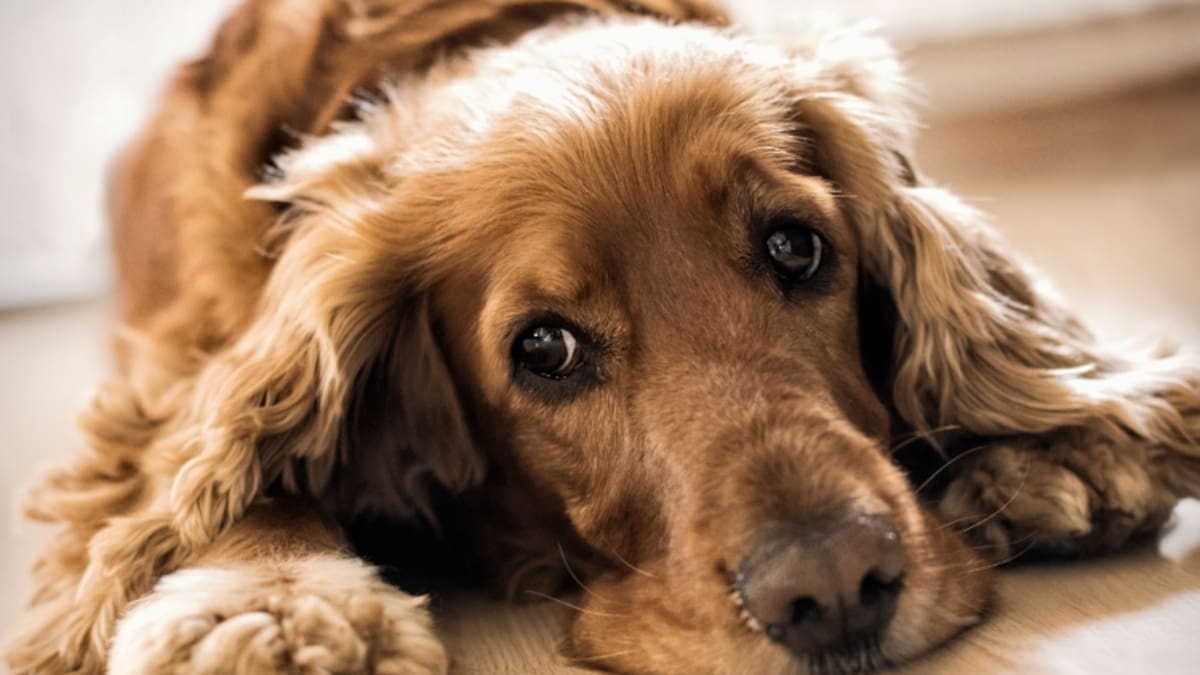 7 razas de perros más propensas a desarrollar cáncer