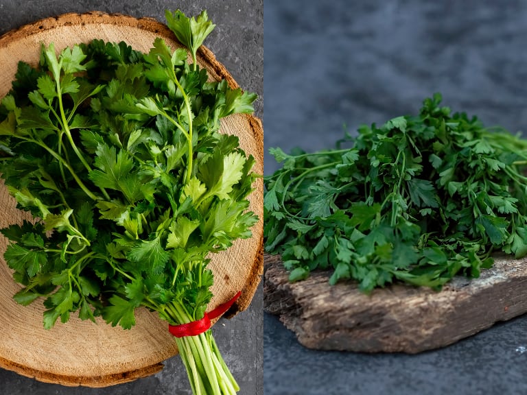 Comparación entre el perejil y el cilantro (Fotos vía Getty Images)