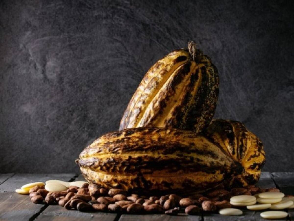 Hablemos de Cacao Inclusivo Sostenible