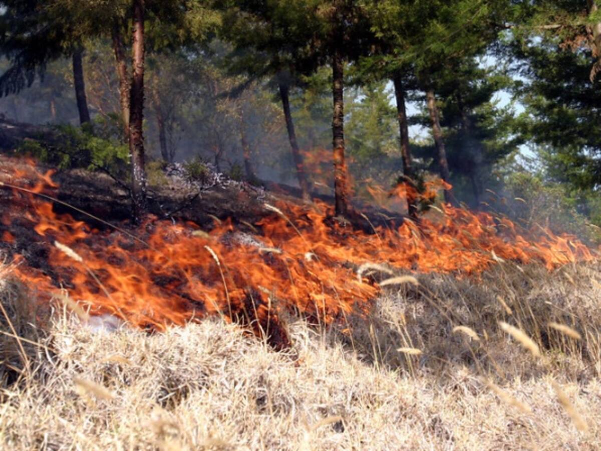A la fuerza pública venezolana atribuyen incendios forestales en la frontera colombiana