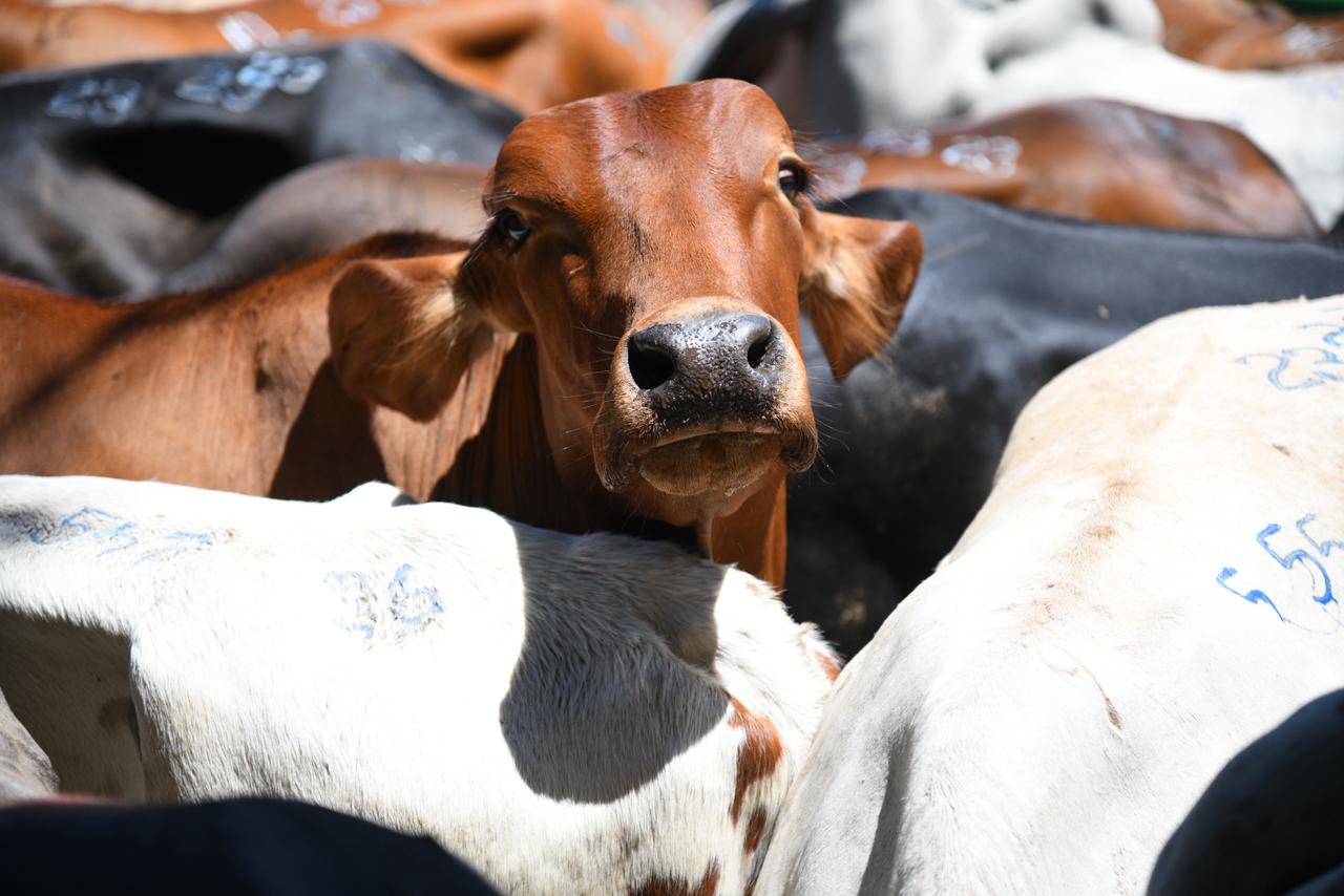 Once municipios de Antioquia se benefician con millonaria inversión en infraestructura ganadera Foto: Gobernación de Antioquia