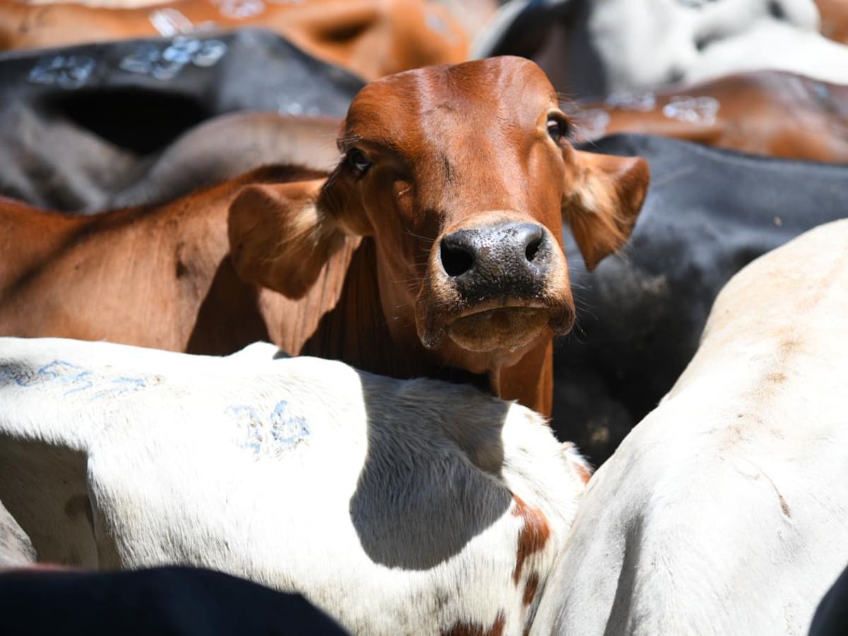 La federación de ganaderos en Santander tiene nuevo director: ¿Quién es?