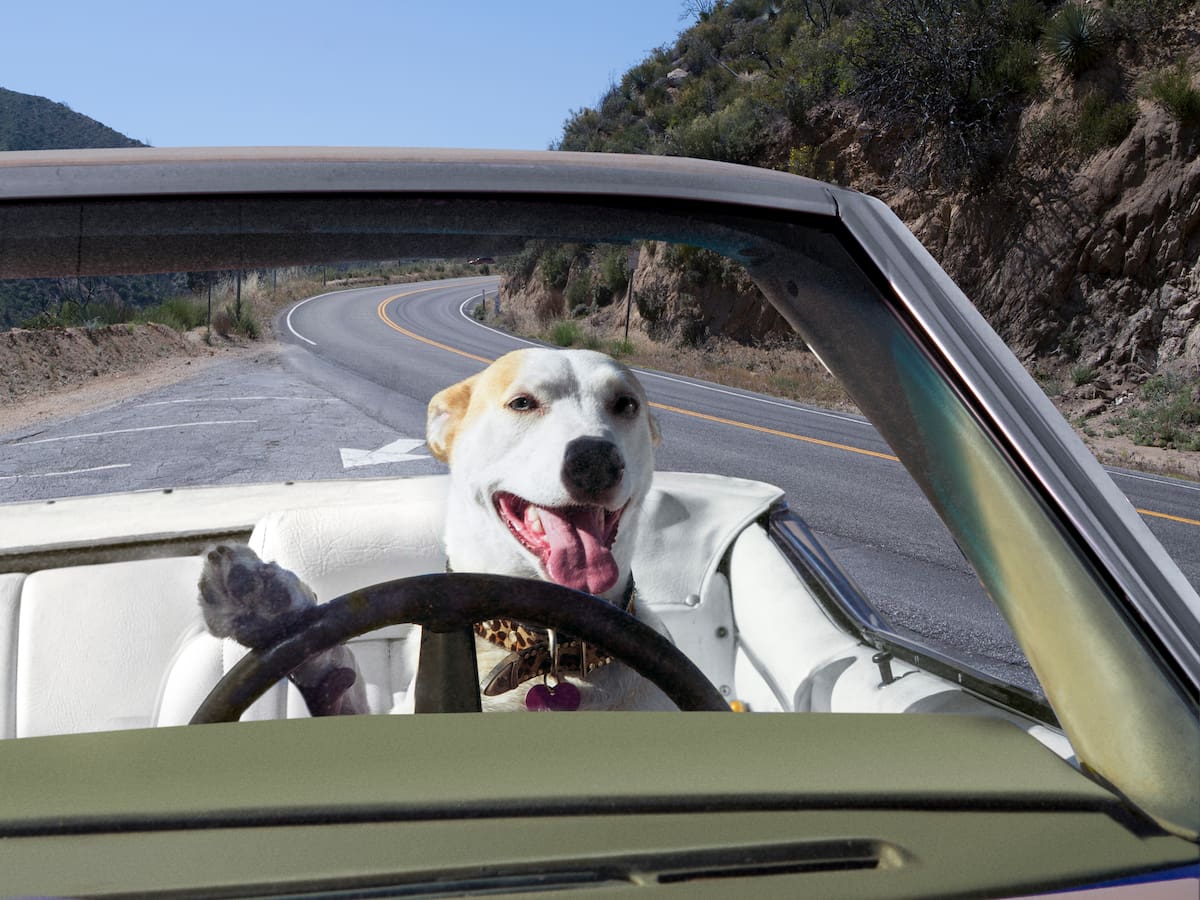 Video: ¡Sorprendente! Perro conduce un carro sin ayuda