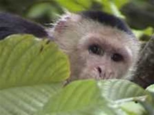 El mico &#039;Pepe&#039; se salvó de ser sacrificado en Bucaramanga