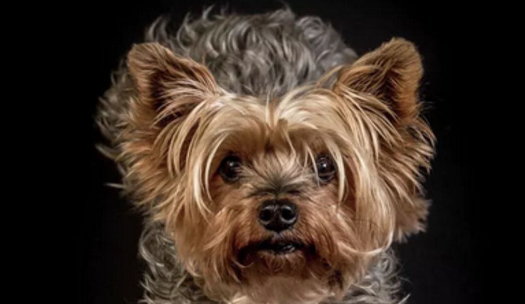 Con más de 2,5 millones de seguidores en TikTok, 'Lola' sorprende con su entusiasmo por ver videos