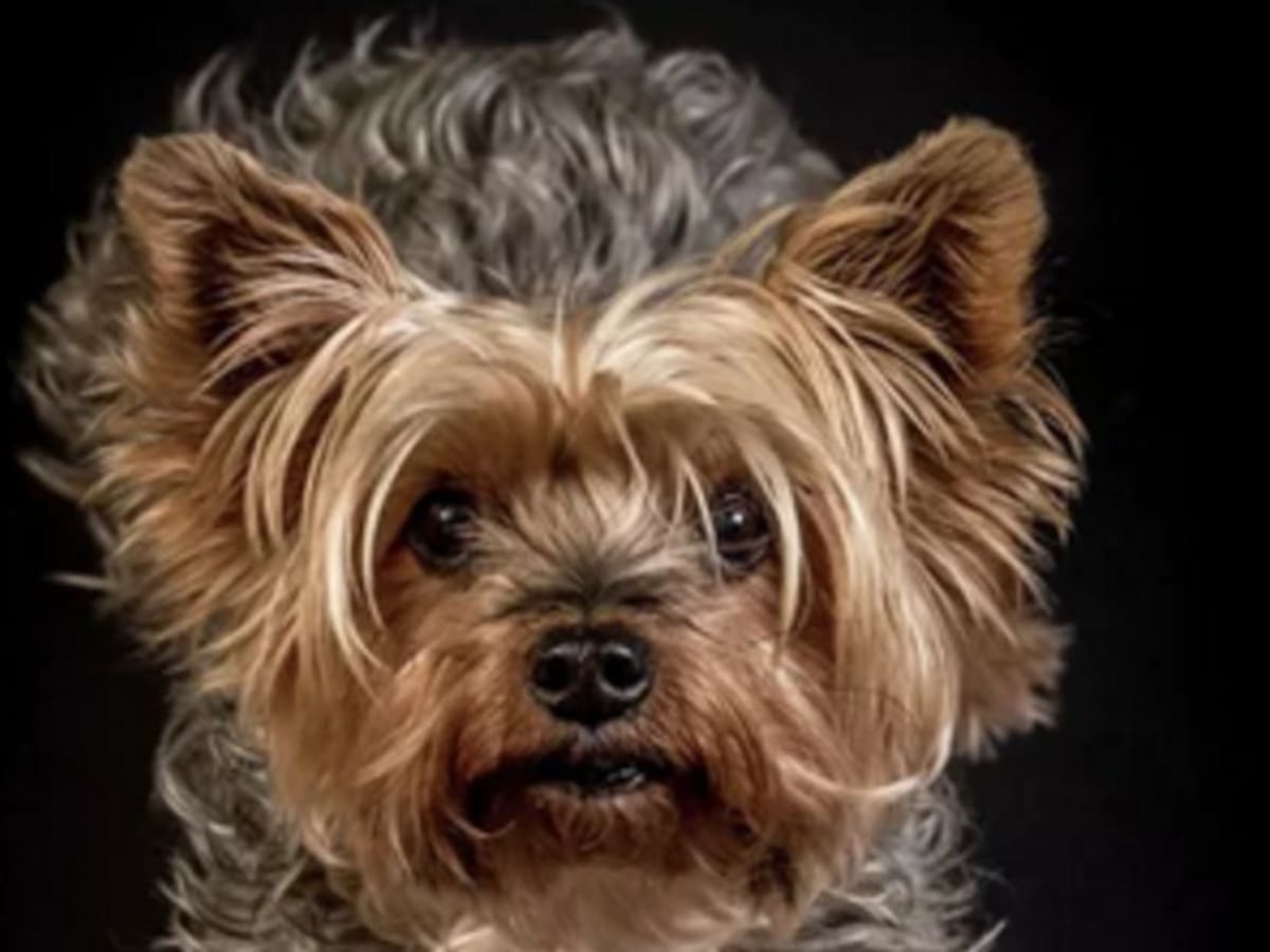 Lola, la perrita que aprendió a usar un computador para ver 'Paw Patrol'