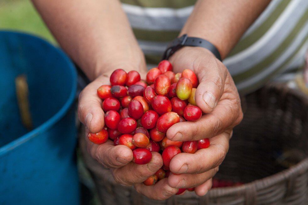 Imagen de Referencia