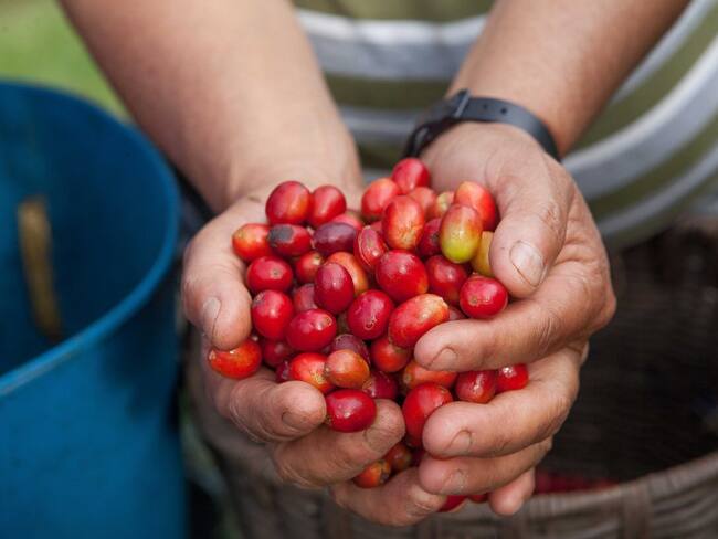 Hay preocupación por el bajo precio del café durante la primera cosecha del año