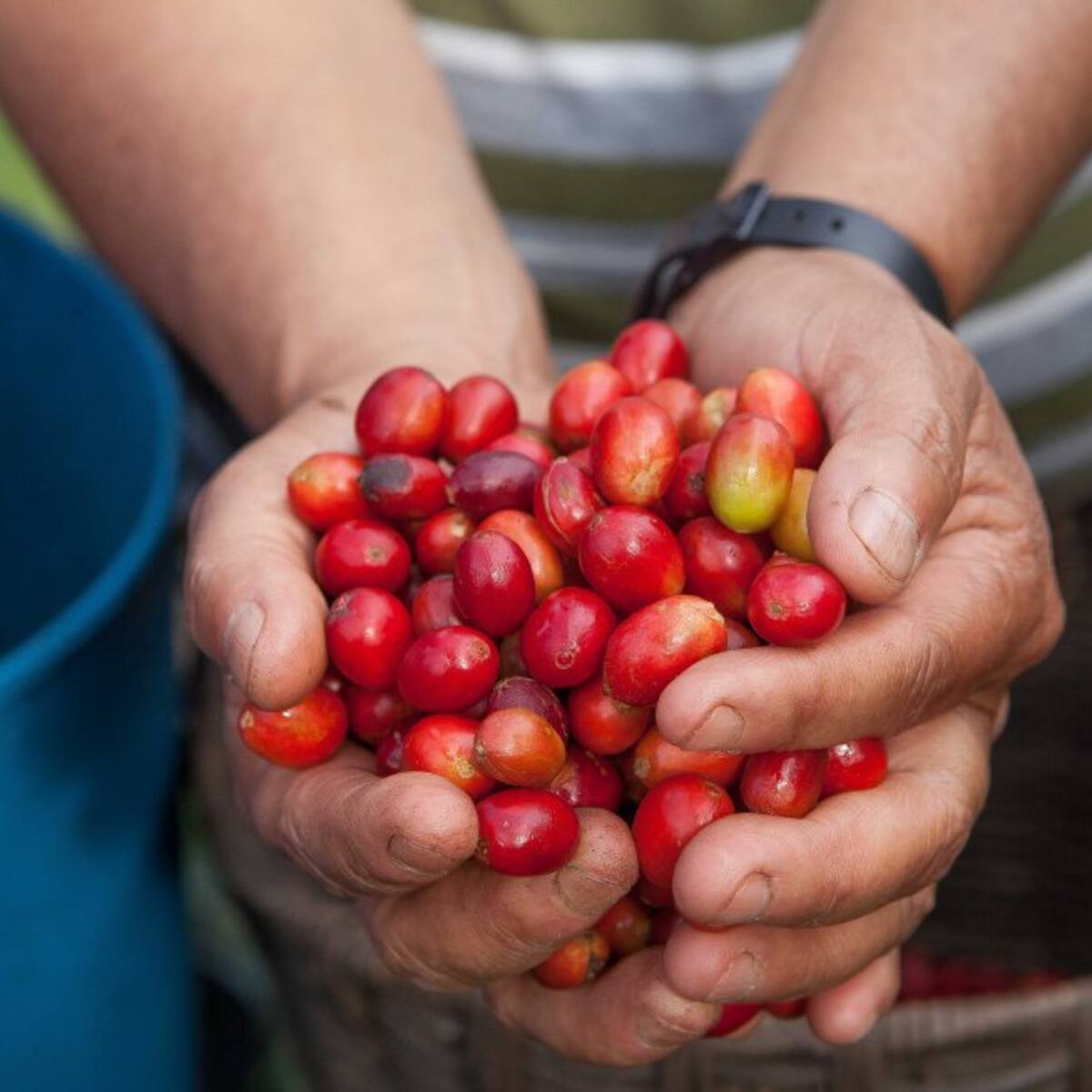 Avanza la selección de café para la subasta de la Feria Internacional en Planadas, Tolima