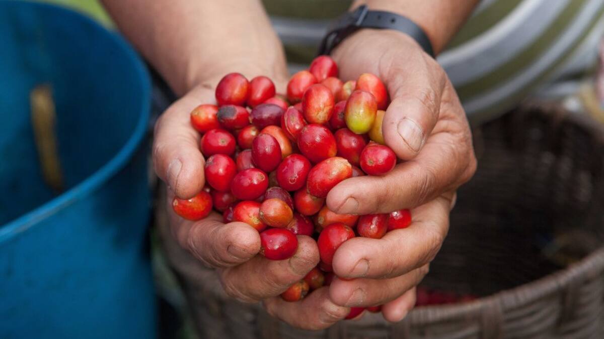Concurso de microlotes marca el inicio de la Feria Internacional de Café del Tolima
