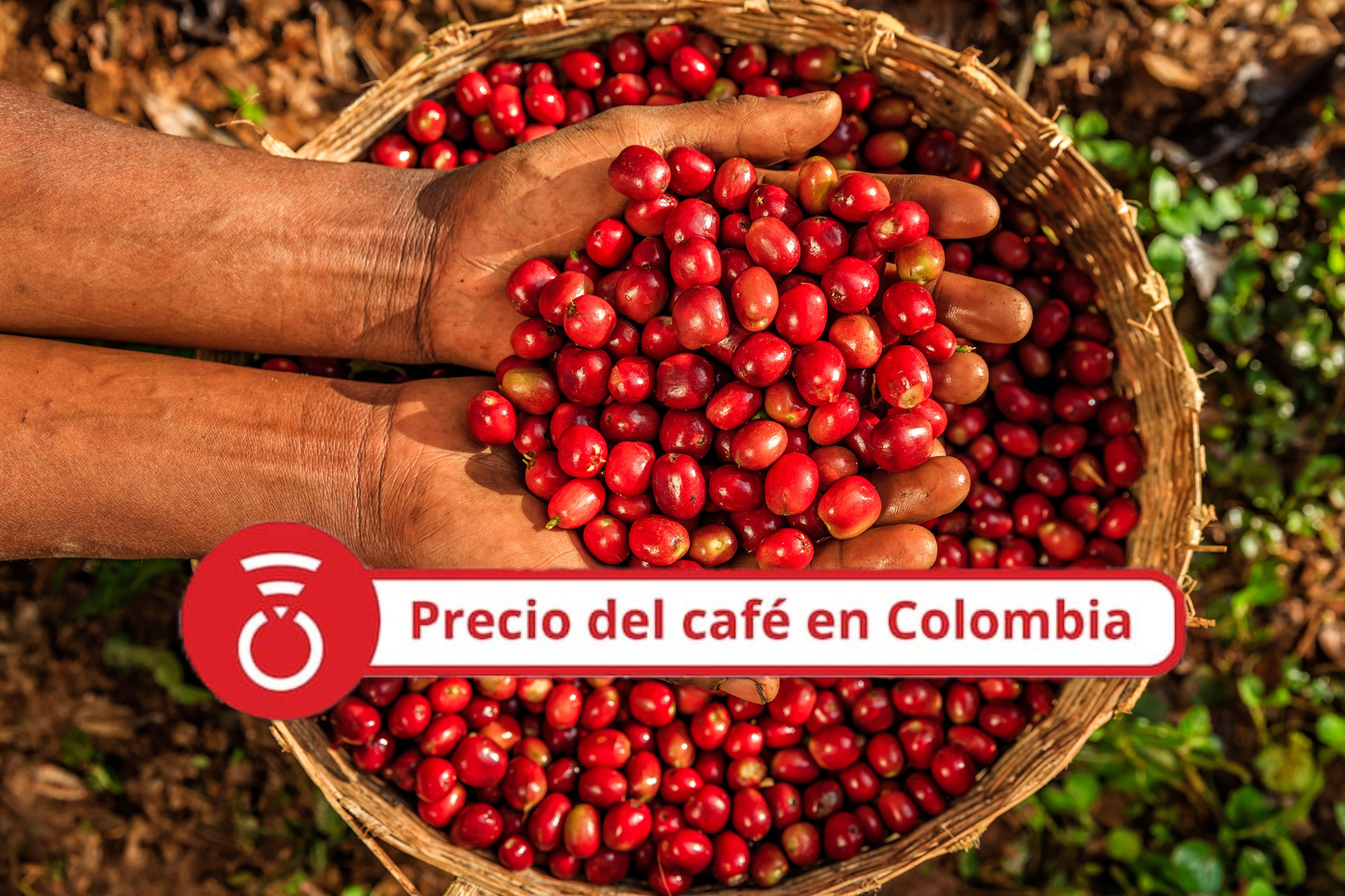 Mujer joven muestra cerezas de café recién recogidas. Foto Getty Images