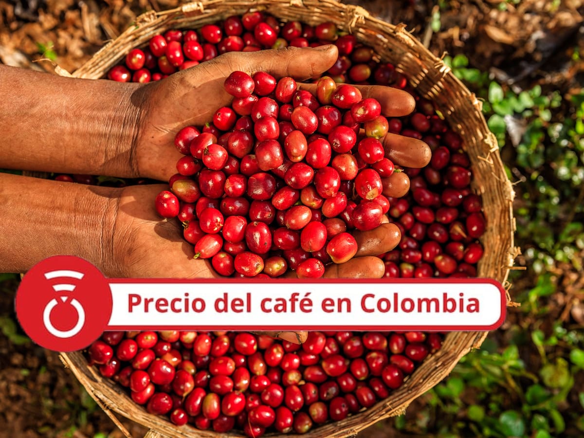 Precio del café HOY 10 de septiembre: El grano cae tras dos jornadas sin cambios en el valor