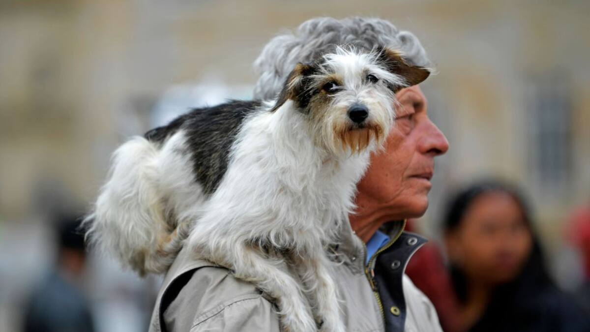 Primer hospital veterinario público se construirá en Bogotá