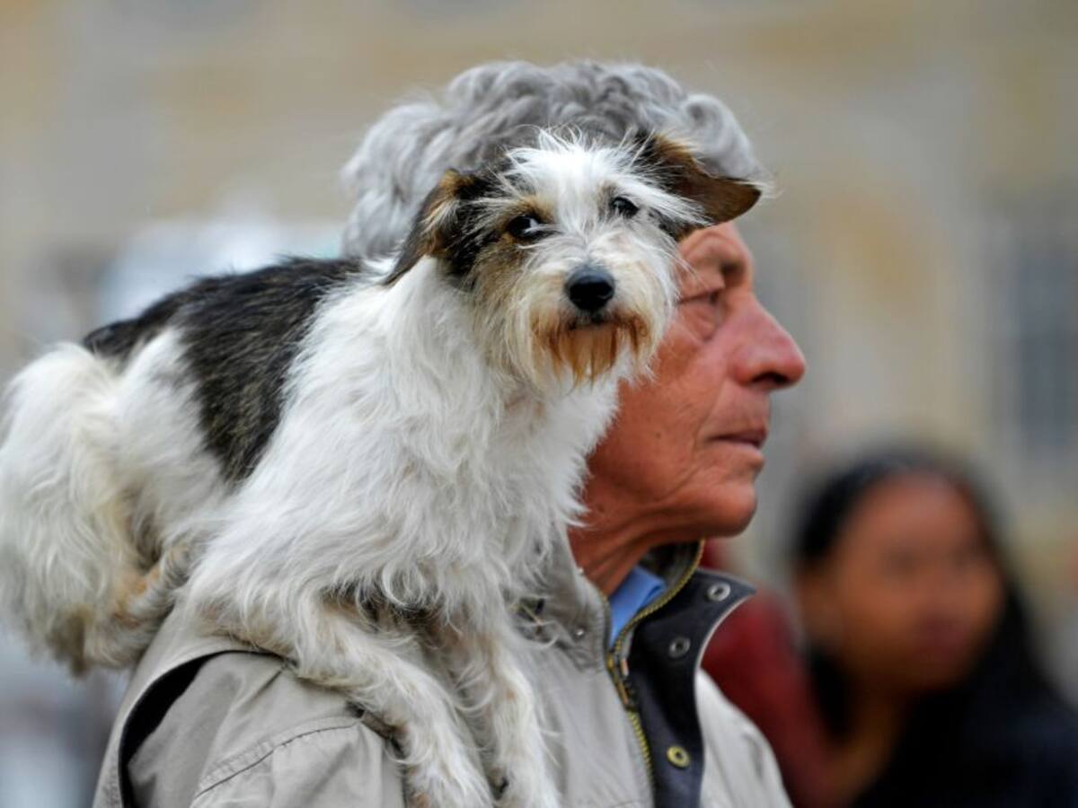 Primer hospital veterinario público se construirá en Bogotá