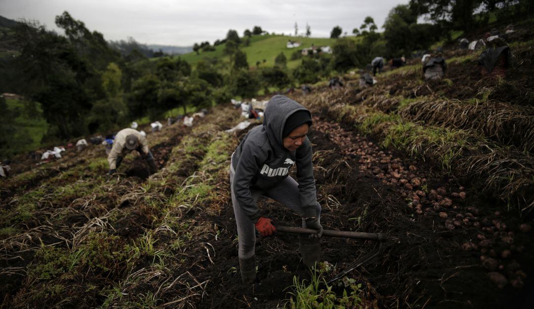 Colombia importa cerca de 12 millones de toneladas de alimentos