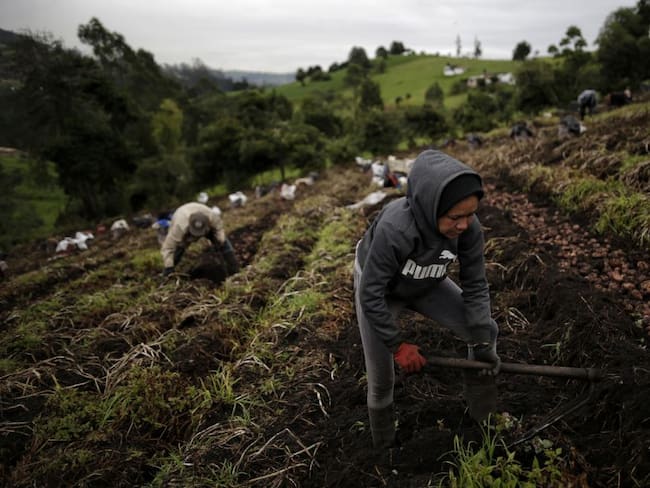 Colombia importa cerca de 12 millones de toneladas de alimentos