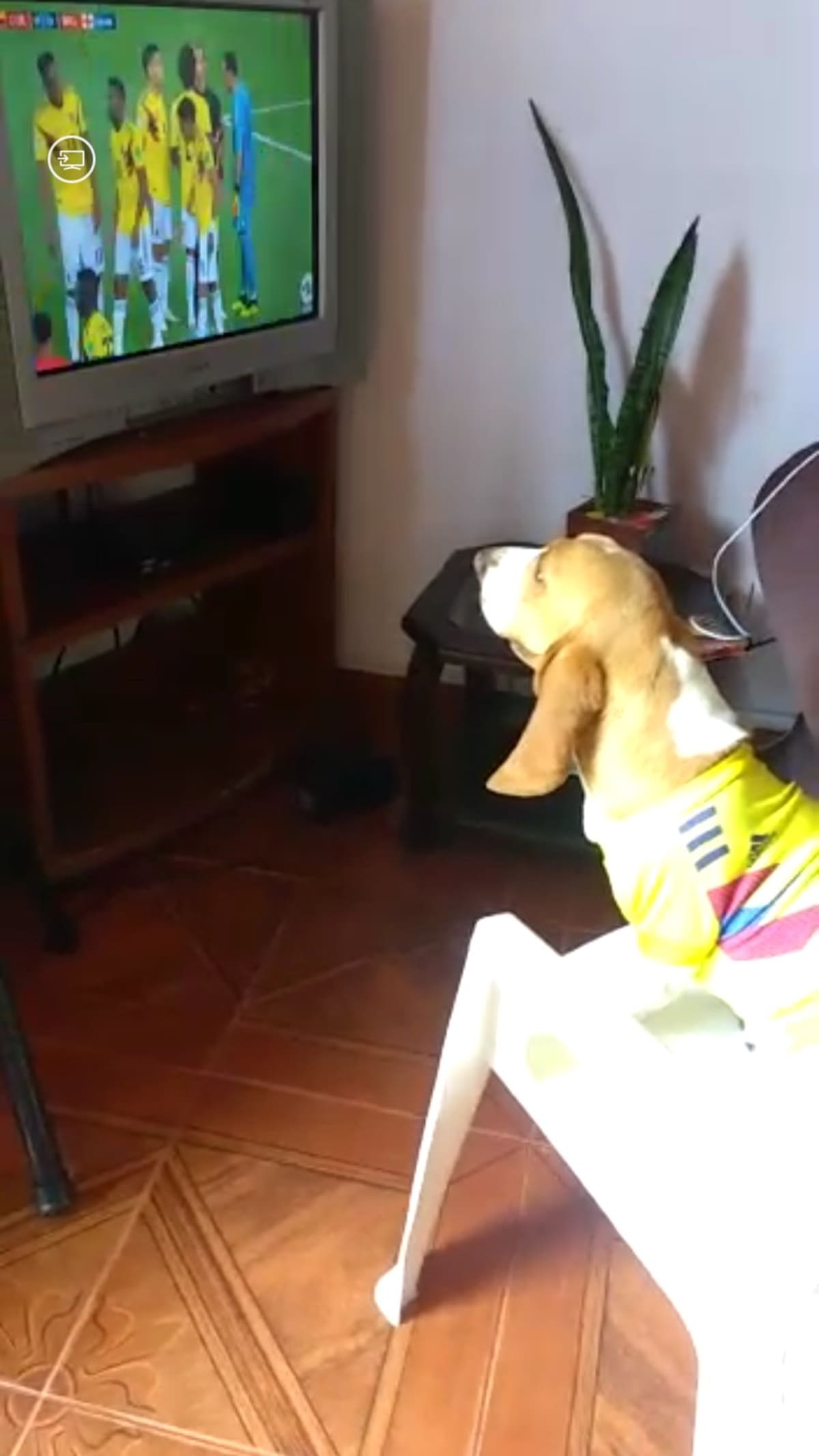 Daniela Gutierrez nos envía la foto de Sasha disfrutando el partido de la Selección Colombia 