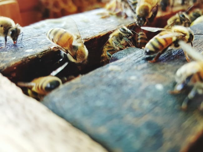 Enjambre de abejas causó heridas graves a un adulto mayor en Medellín