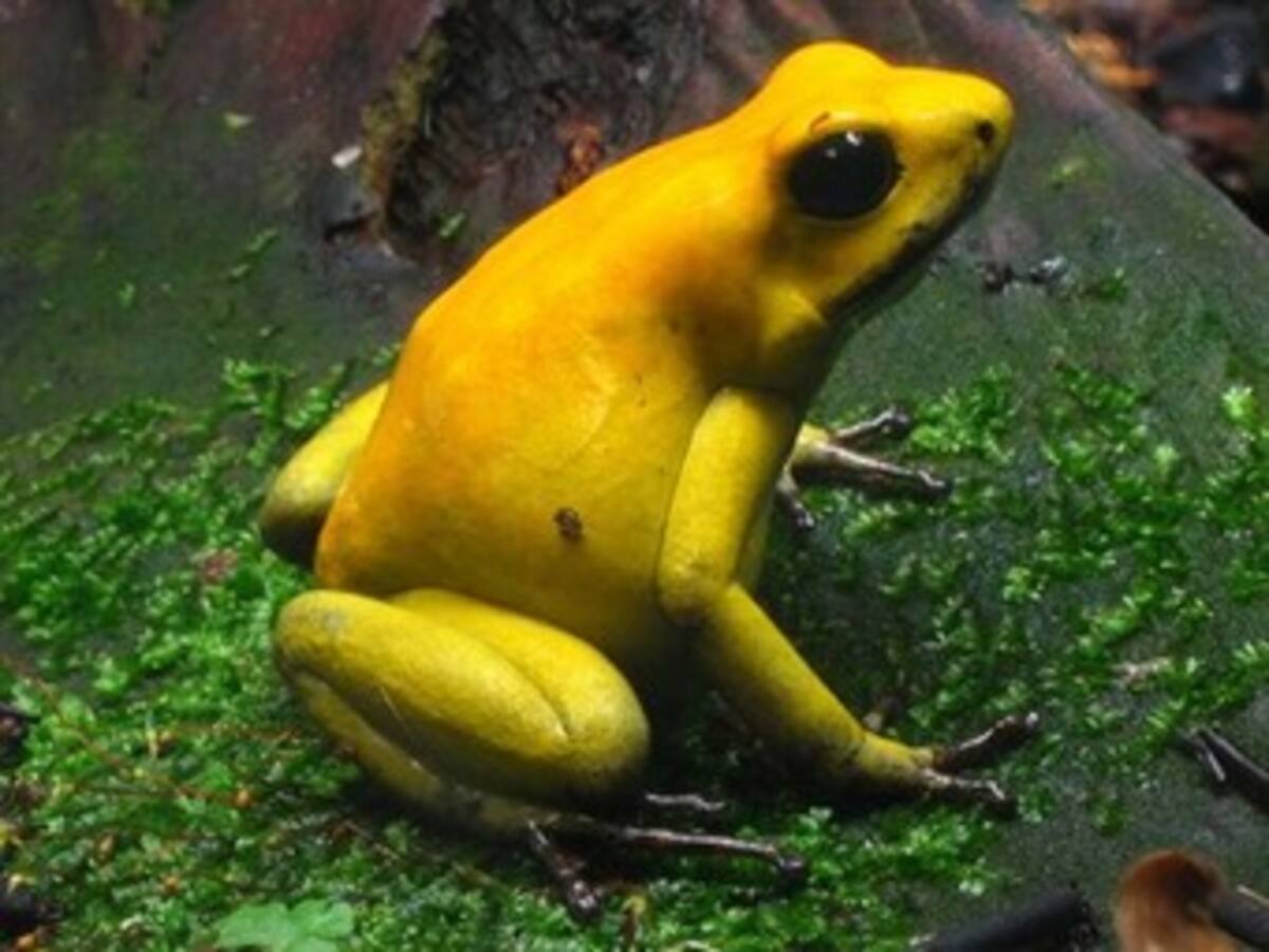Crean centro de conservación para la Rana Terribilis