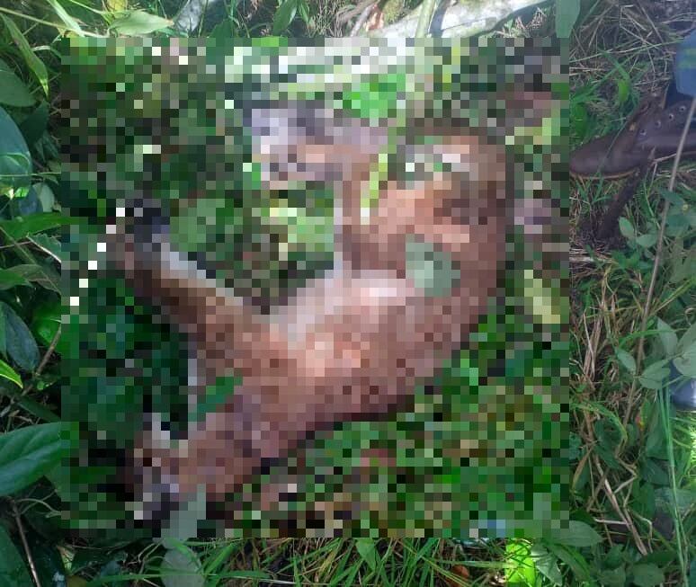 Puma muerto en Urrao- foto Corpourabá