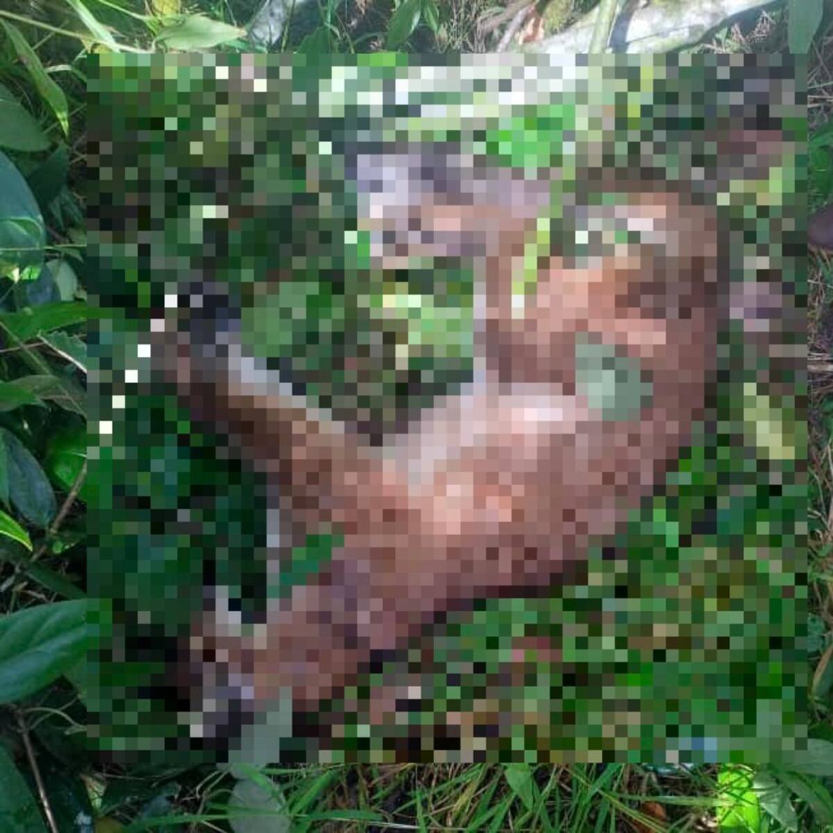 Corpourabá investiga las causas de la muerte de un Puma en Urrao