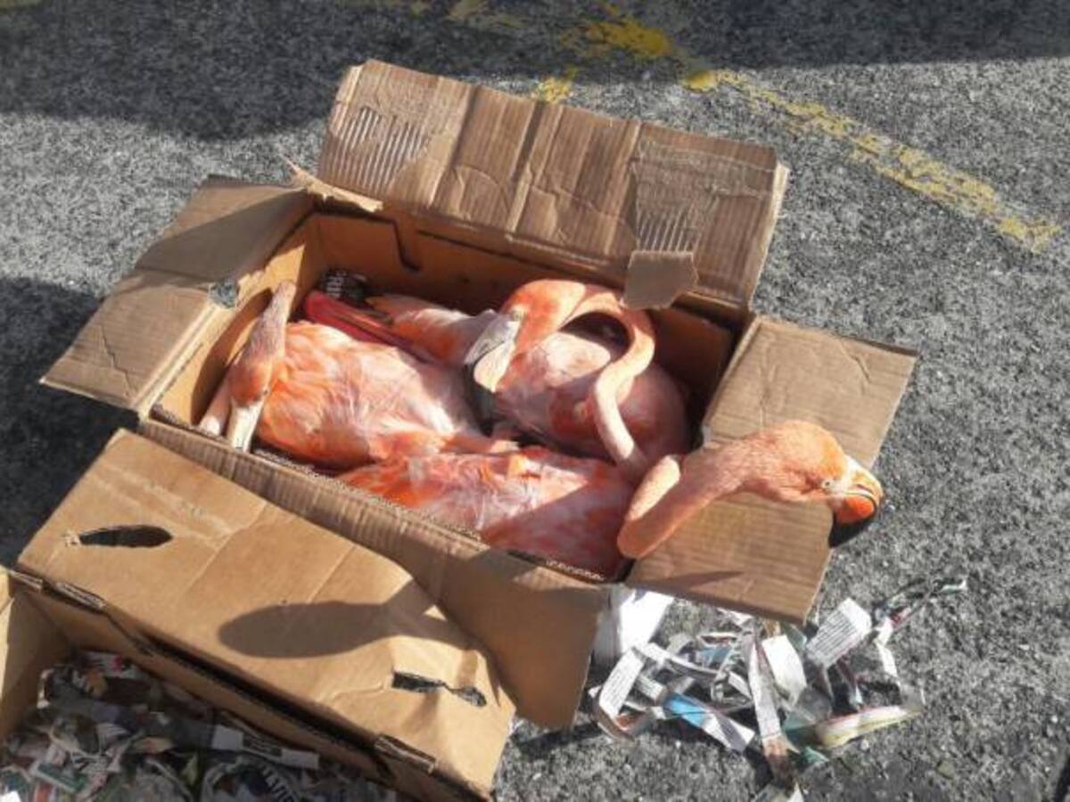 En vías Quindío la policía recuperó seis flamingos transportados en cajas