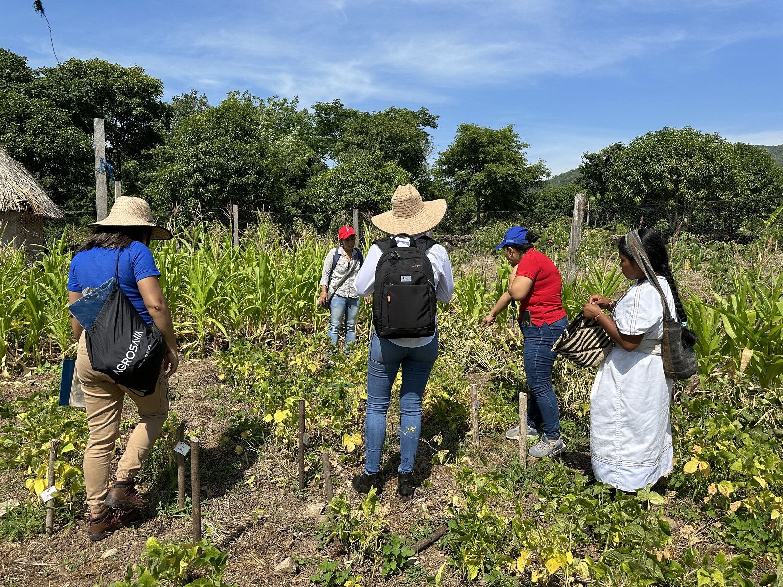 Trabajo en comunidad Arhuaca en las estribaciones de la Sierra Nevada. Foto: cortesía Agrosavia