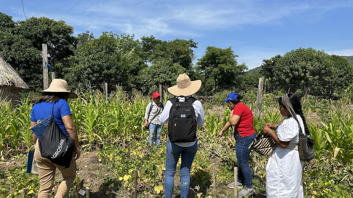 Fríjol más resistente a la sequía y el calor desarrollan en la Sierra Nevada
