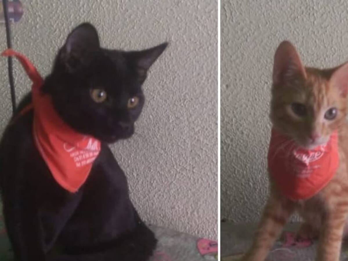 Nachito y Apolo