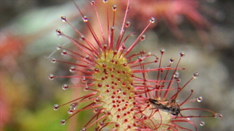 Santos dio inicio a la doceava Expedición Colombia Bio. Foto: Getty Images