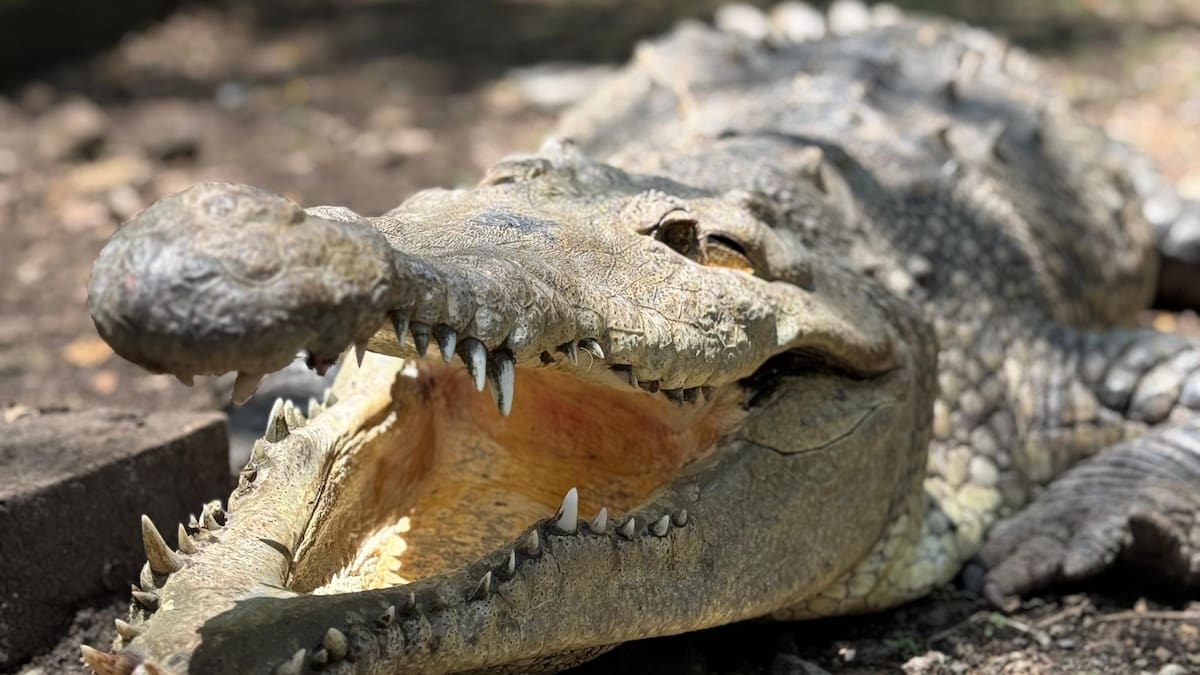 Planeta Caracol: La Ñata una caimán que estuvo 50 años en Cautiverio