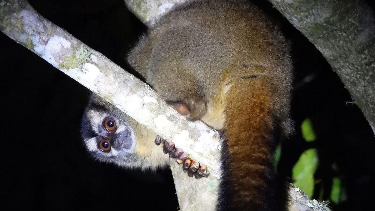 Alarma sanitaria en Neiva por mono positivo para fiebre amarilla en Palermo