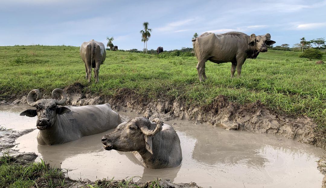 Búfalos en Colombia