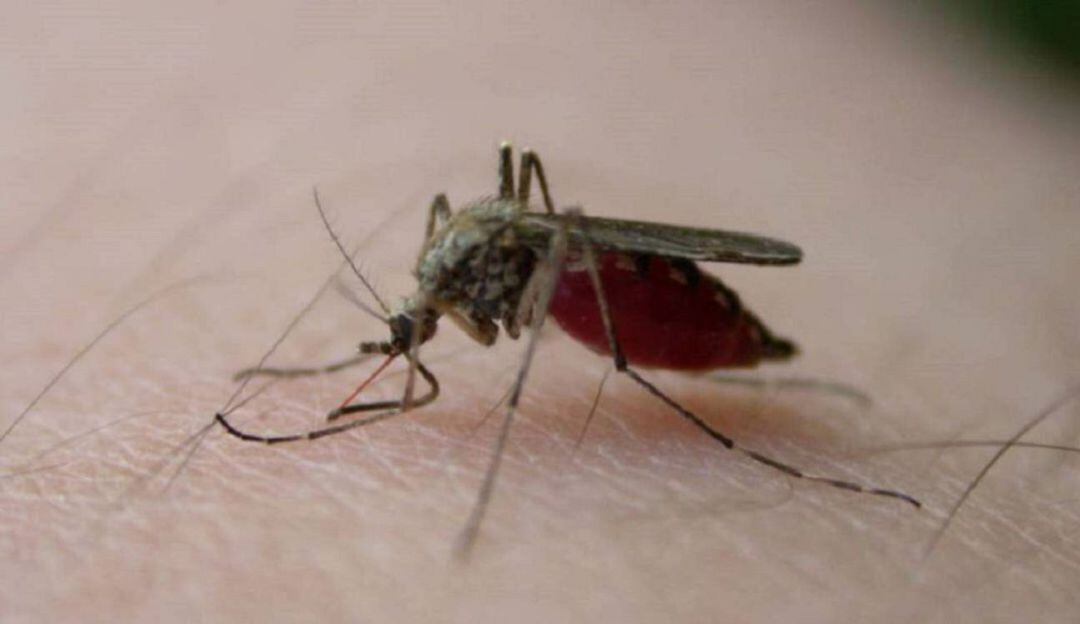 Zancudo Aedes aegypti transmisor del dengue