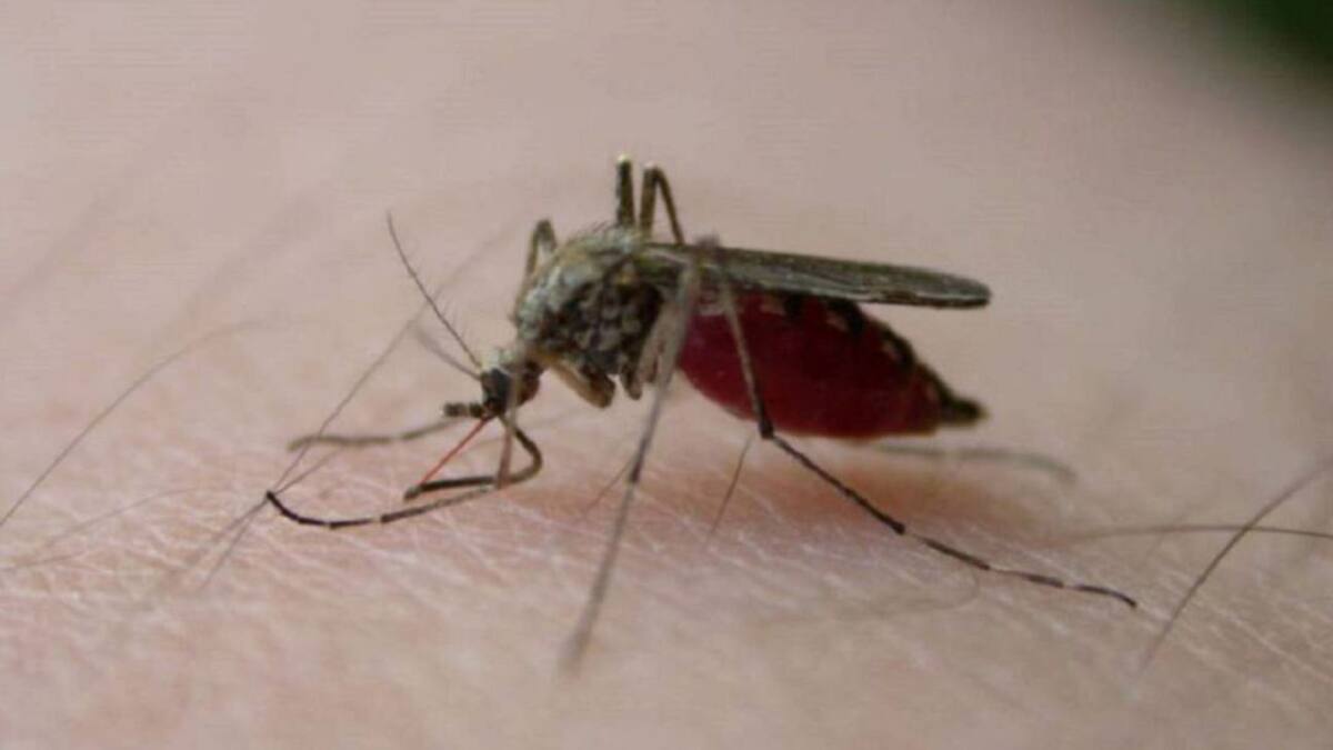 Hay alerta en las autoridades en Neiva, por incremento de casos de dengue