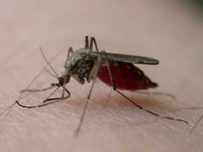 Zancudo Aedes aegypti transmisor del dengue