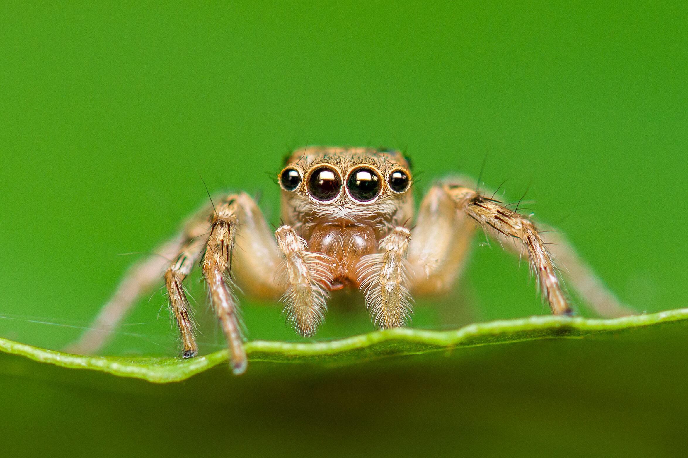Jumping spider