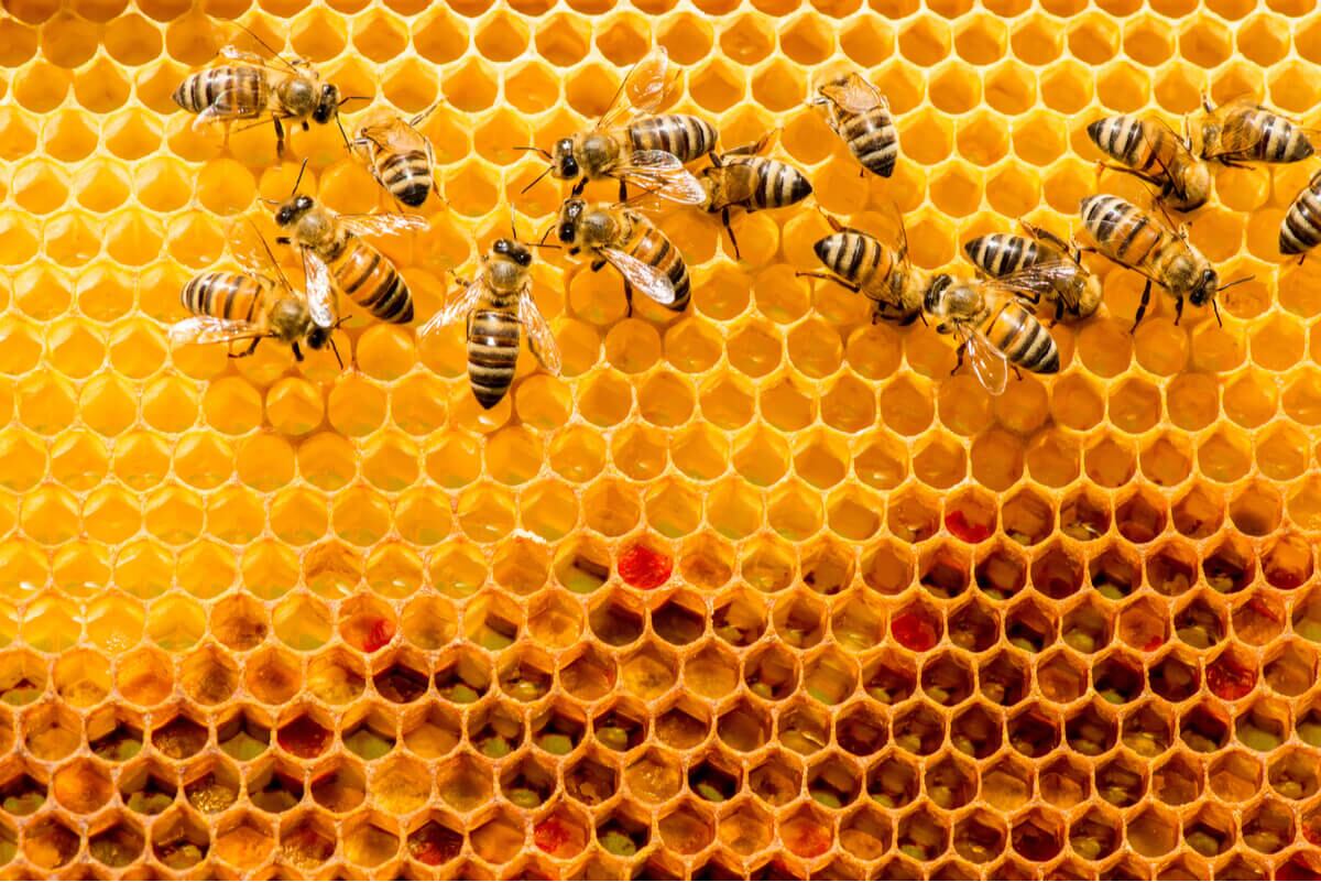 Más de 100 enjambres de colmenas de abejas intoxicadas por agro tóxicos en el Huila