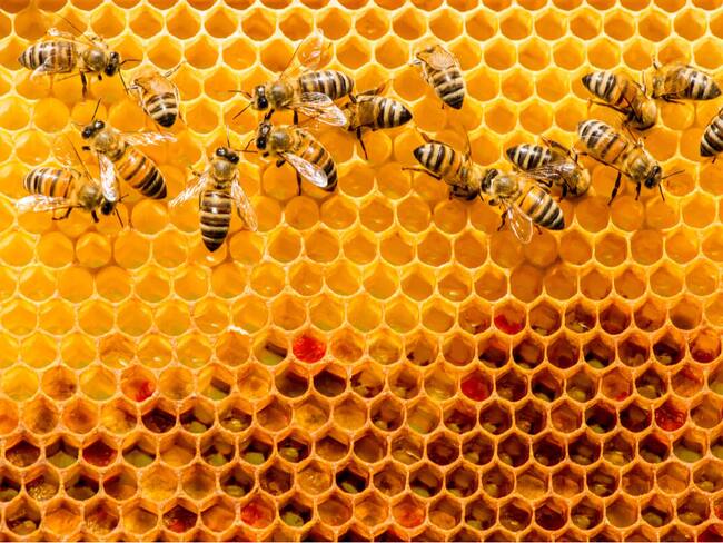 Más de 100 enjambres de colmenas de abejas intoxicadas por agro tóxicos en el Huila