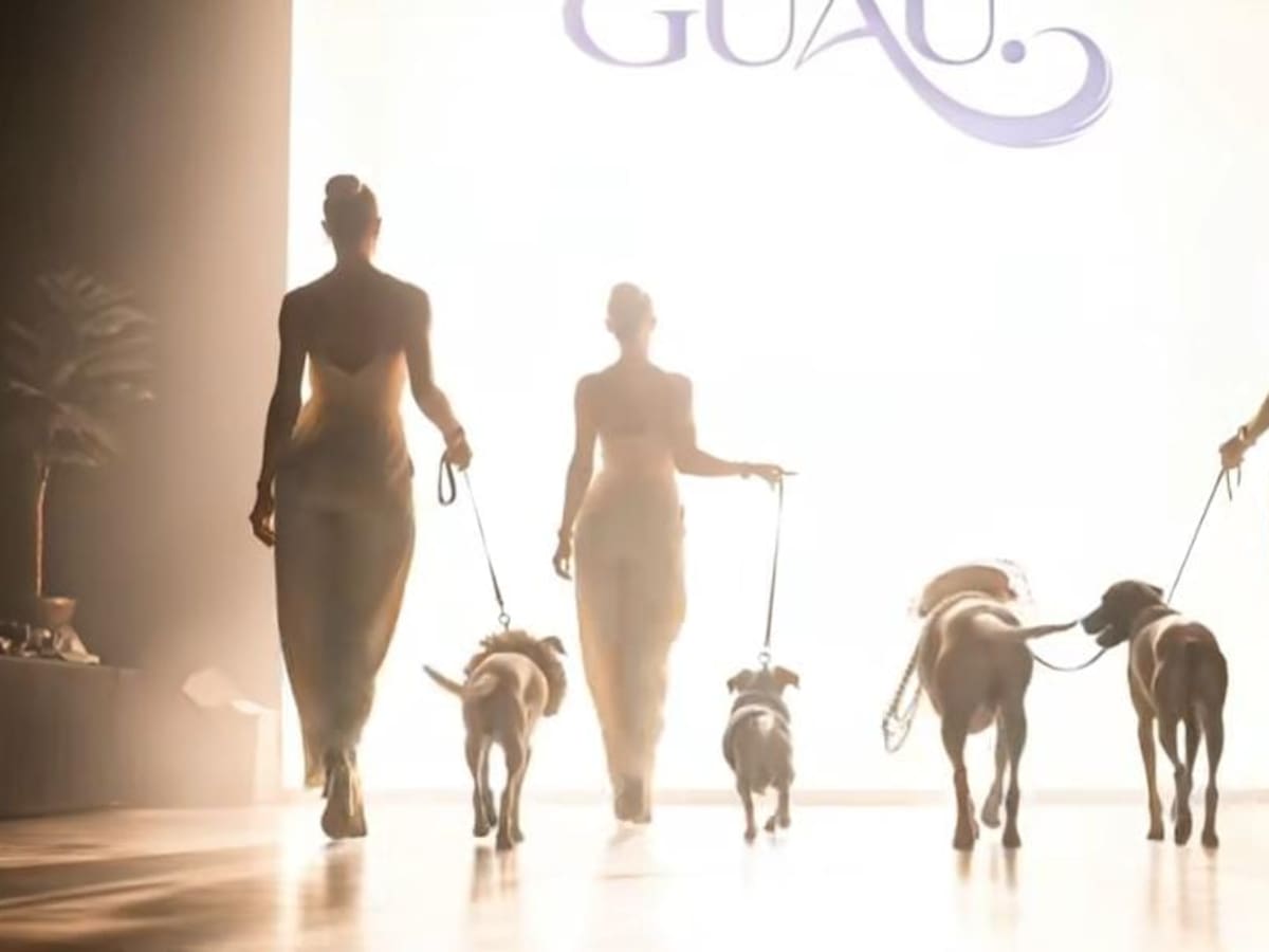 GUAU, la pasarela de moda con la que buscan que perros sean adoptados en Barranquilla
