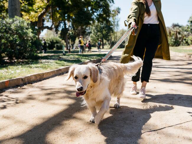 Perro en medio de un paseo, jalando la correa que tiene su dueña (Getty Images)