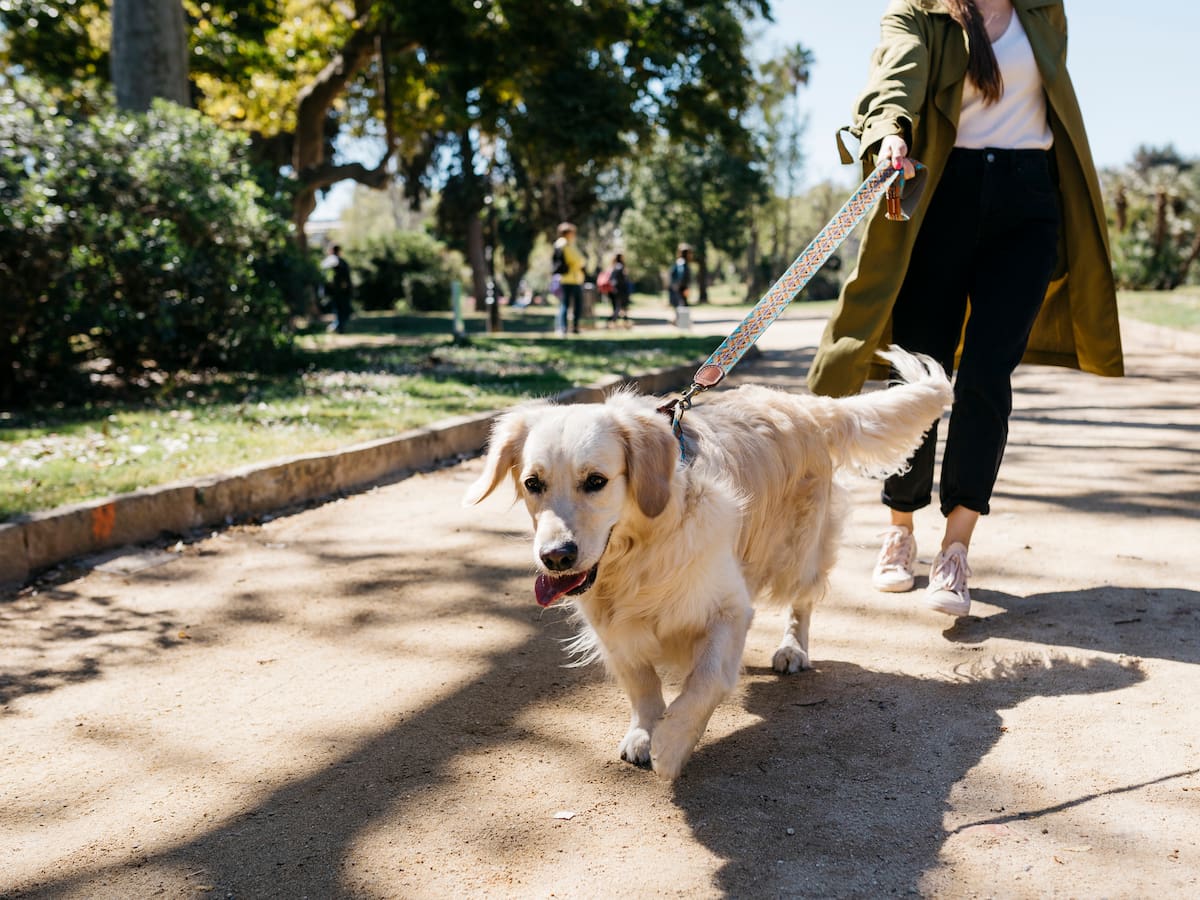 5 errores que puede estar cometiendo al pasear a su perro, ¿por qué?