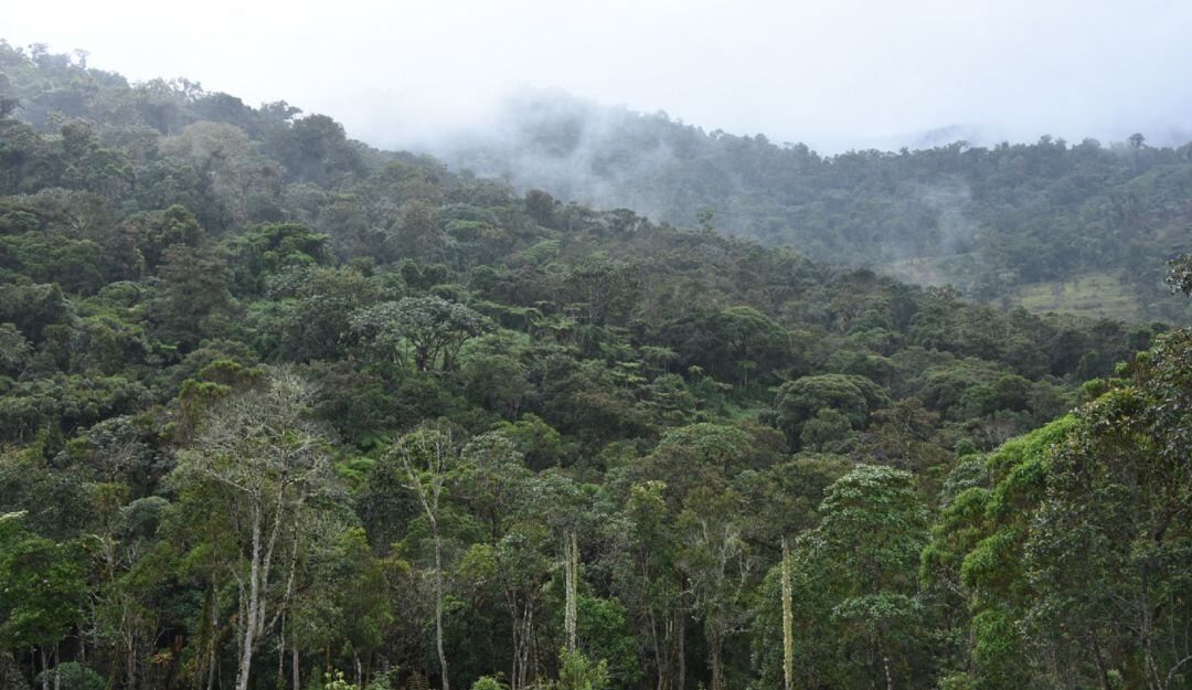 En el Huila este flagelo sólo llegó a 66 hectáreas, la cifra más baja que en los últimos años ha alcanzado el departamento.