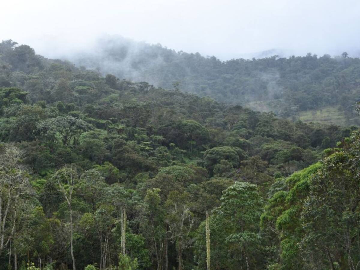 Disminuyeron índices de deforestación en el Huila