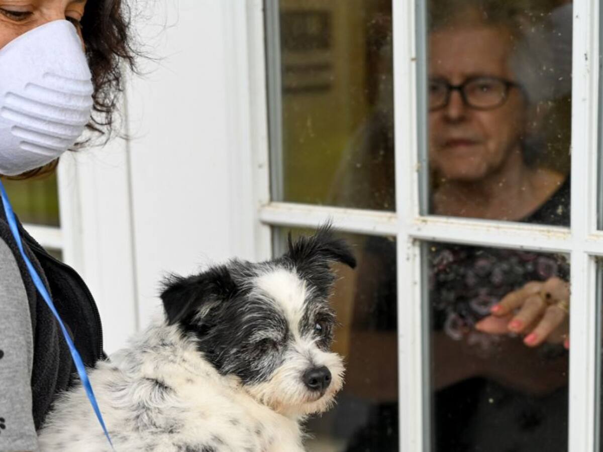 Prevenga los efectos nocivos de la curentena en las mascotas